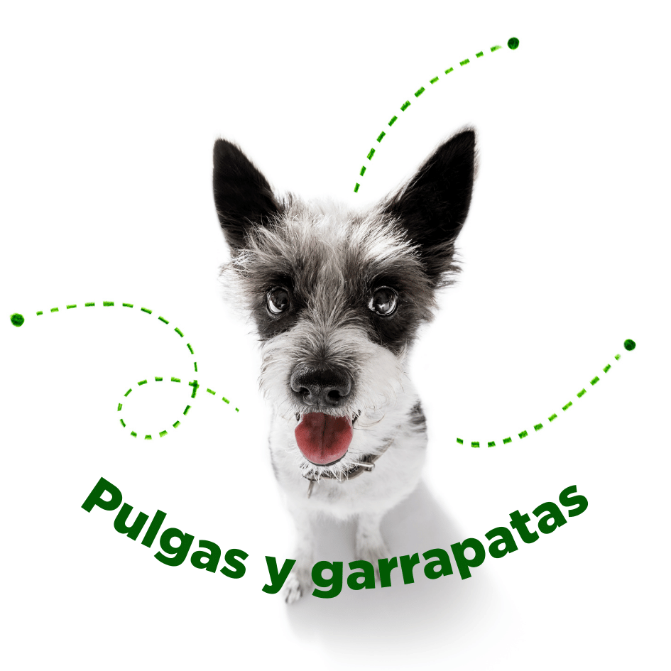 bestfriendsmx_bestfriends_catsfriends_catsfriendsmx_ana.paola.velasco_cqvet_Pulgas.garrapatas_desparasitacion.externa_antipulgas_calor_temporada_comezon_perros_gatos