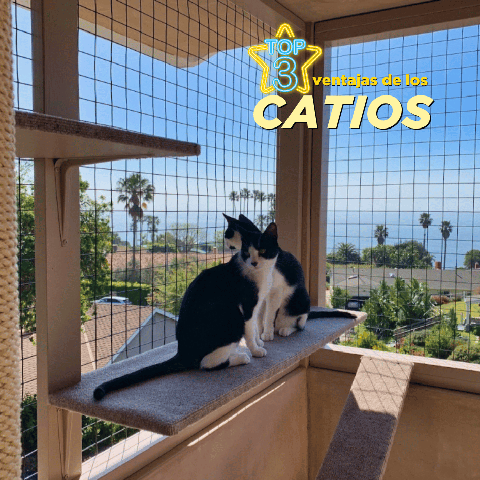 bestfriendsmx_bestfriends_catsfriends_catsfriendsmx_sandra.ortiz_etologia_gatofriendly_catio_ventajas_gato_gatos_gatos.en.exterior_gatos.seguros