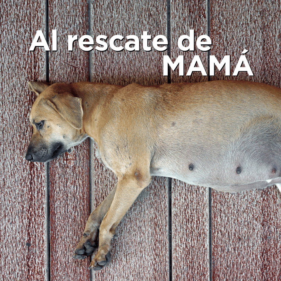 bestfriendsmx_bestfriends_catsfriends_catsfriendsmx_etovet_Etologia.canina_perras.embarazadas_perros.sin.hogar_hembra.embarazada_perros.en.peligro_perros.ferales