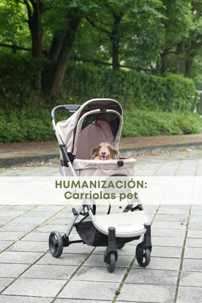 best.friends.mx_best.friends_mejores.amigos.juntos_humanizacion_carriola.para.perro_