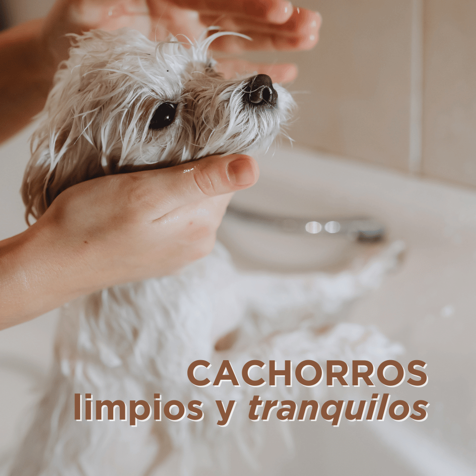 bestfriendsmx_bestfriends_catsfriends_catsfriendsmx_perro.baño.en.casa_grooming.en.casa_perros_bañar.perros_cachorros.en.casa_cachorros.limpios