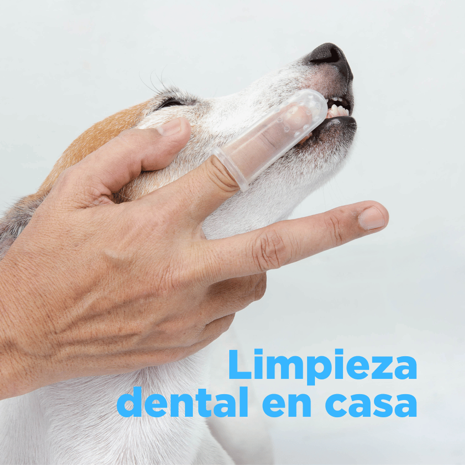 bestfriendsmx_bestfriends_catsfriends_catsfriendsmx_ana.paola.velasco_cqvet_limpieza.dental_perros.gatos_sarro_lavar.dientes_enfermedades.periodontales
