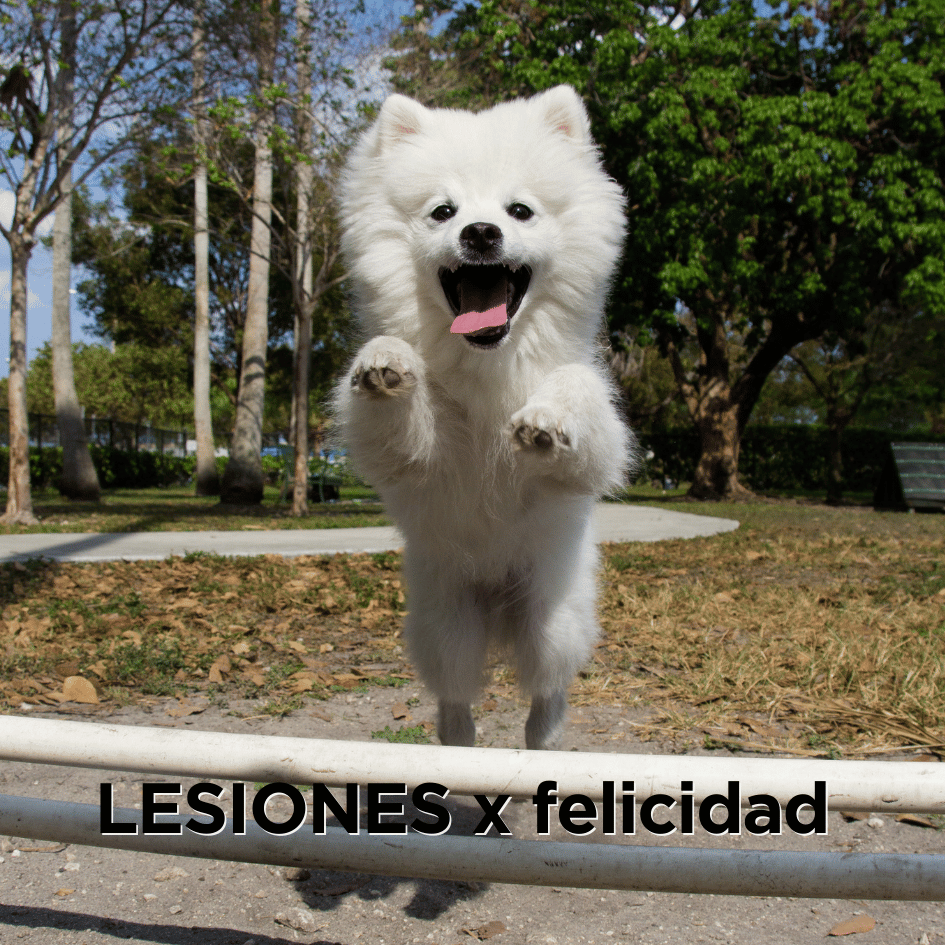bestfriendsmx_bestfriends_catsfriends_catsfriendsmx_cqvet_ana.paola.velasco.espinosa_lesiones.por.felicidad_dolor.articular_perros.felices_