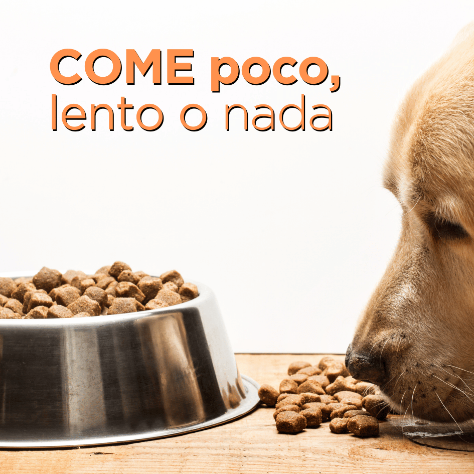 bestfriendsmx_bestfriends_catsfriends_catsfriendsmx_etovet_etologia.canina_habitos.alimenticios_perros_perro.comiendo_mi.perro.no.come