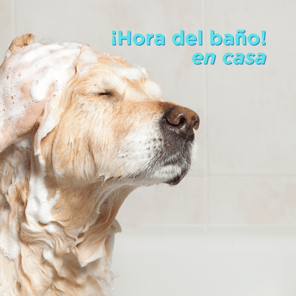 bestfriendsmx_bestfriends_catsfriends_catsfriendsmx_perro.baño.en.casa_grooming.en.casa_perros_bañar.perros 1.png