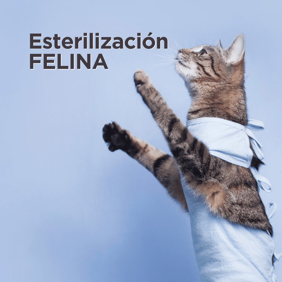 bestfriendsmx_bestfriends_catsfriends_catsfriendsmx_cqvet_ana.paola.velasco.espinosa_esterilizacion.felina_cirugia.felina_esterilizacion.para.gatos_gatos_castrar.gatos
