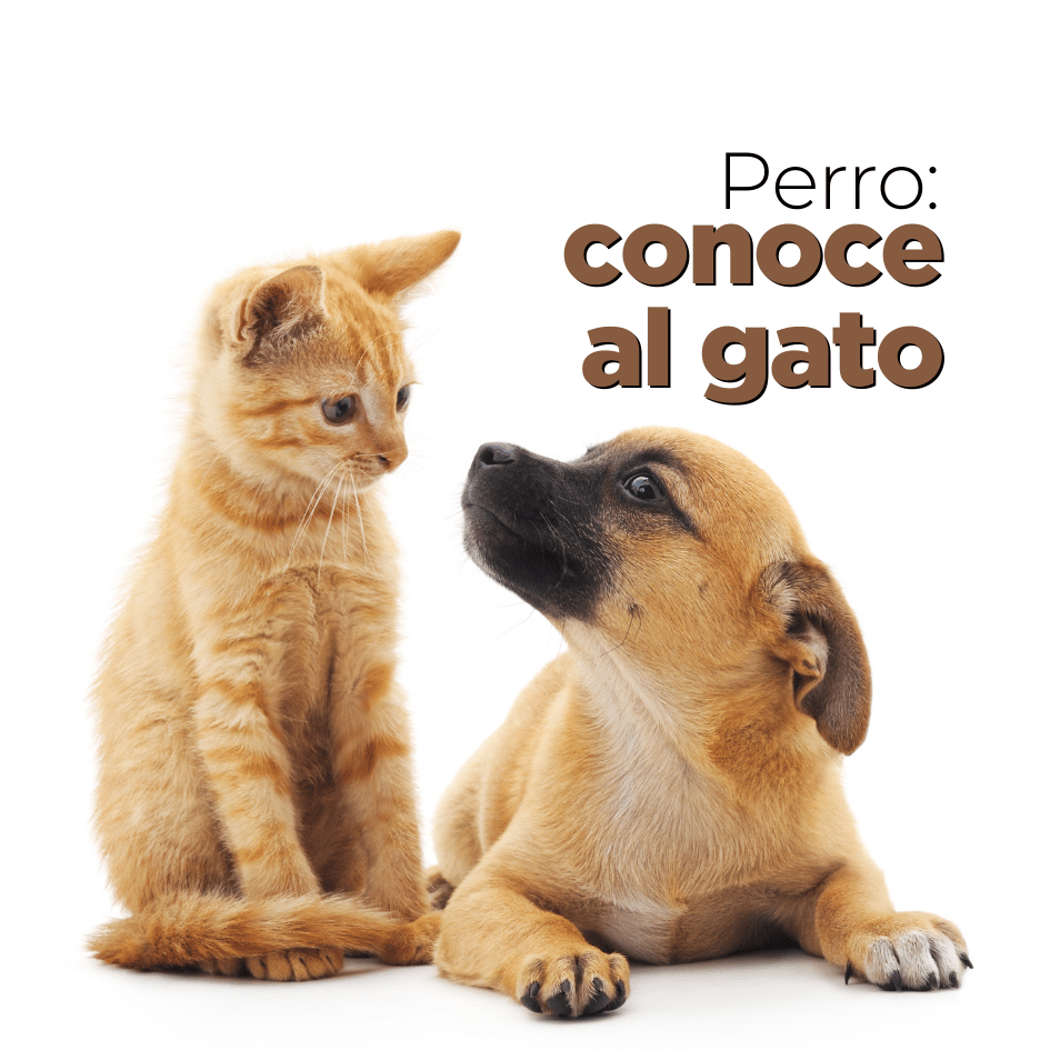 bestfriendsmx_bestfriends_catsfriends_catsfriendsmx_etovet_perro_gato_perros.y.gatos_como.presentar.al.perro.con.el.gato_etologia.canina_etologia.felina