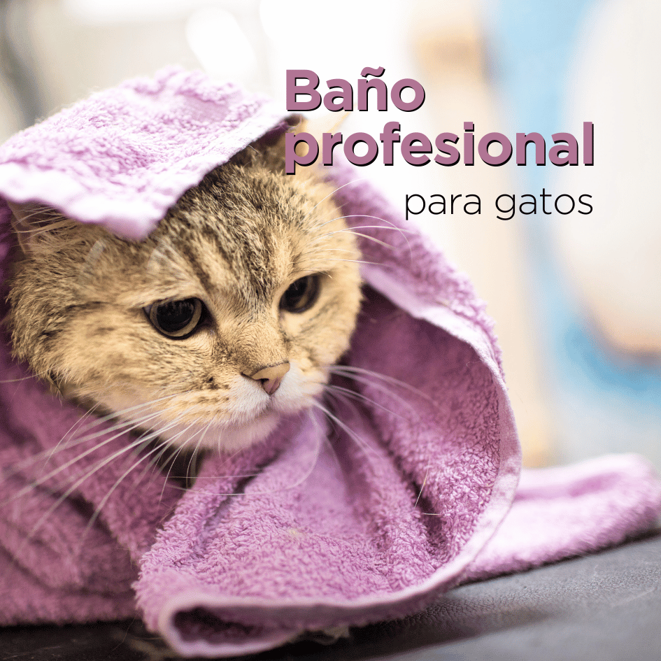 bestfriendsmx_bestfriends_catsfriends_catsfriendsmx_baño.profesional.para.gatos_alma.ruiz_nickary.narvarte_estetica.felina_gtos_gatos.sucios