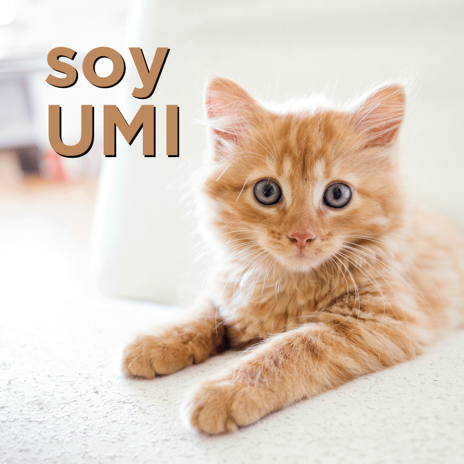 bestfriendsmx_bestfriends_catsfriends_catsfriendsmx_aly.noris_la.maestra.noris_persa_gatos_umi_1