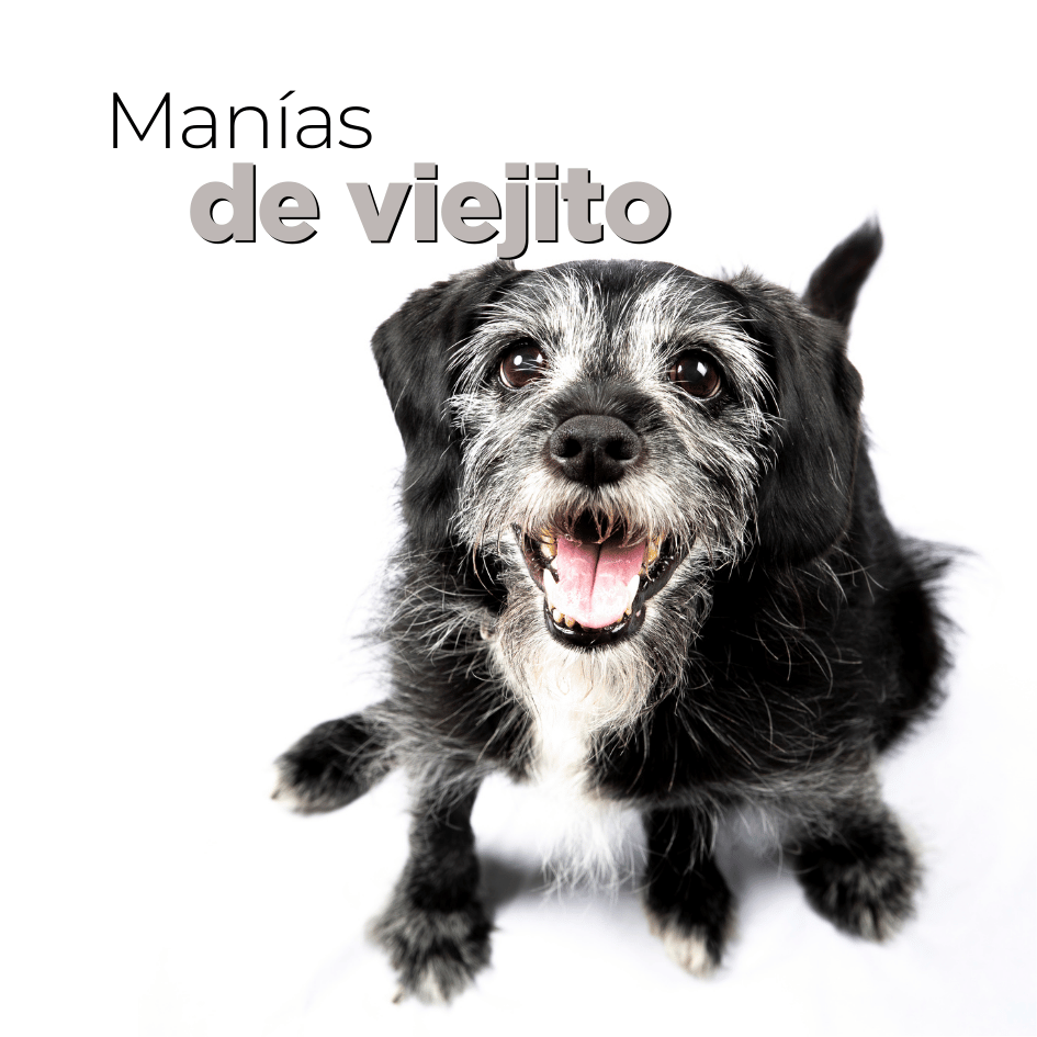 bestfriendsmx_bestfriends_catsfriends_catsfriendsmx_perro.senior_perro_perro.viejo_etovet_etologia.canina_perros