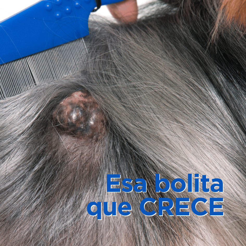 bestfriendsmx_bestfriends_catsfriends_catsfriendsmx_cqvet_ana.paola.velasco.espinosa_tumor.perros_bolita.en.mi.perro_bolita.que.crece_masa.en.piel