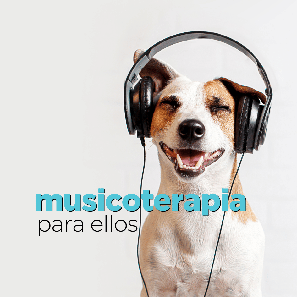 bestfriendsmx_bestfriends_catsfriends_catsfriendsmx_musicoterapia_etovet_etologia.canina_musica,para.perros_perros_musica_musicoterapia.para.perros