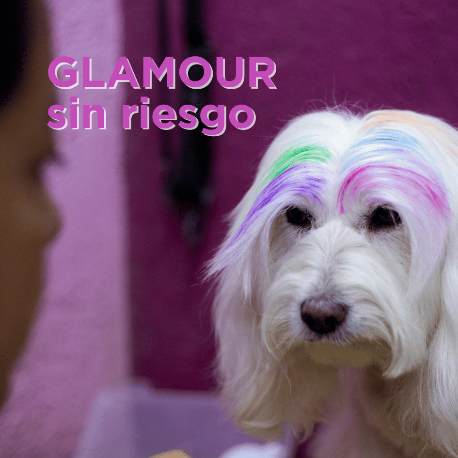 bestfriendsmx_bestfriends_catsfriends_catsfriendsmx_perros.pintados_pintura.para.perro_grooming_seguridad.en.estetica_perros_bañar.perros_perros.viejitos_perros.senior_