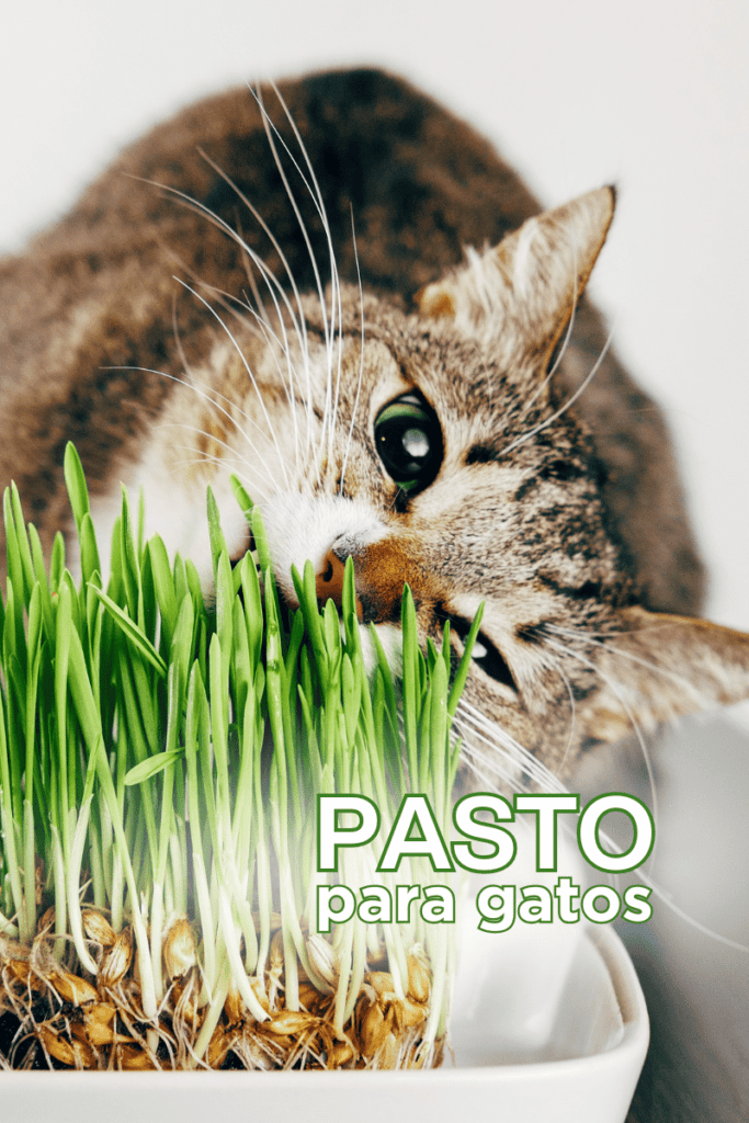 bestfriendsmx_bestfriends_catsfriends_catsfriendsmx_veronica.cats_doctora.cats_salud.felina_gato_medicina.para.gatos 1