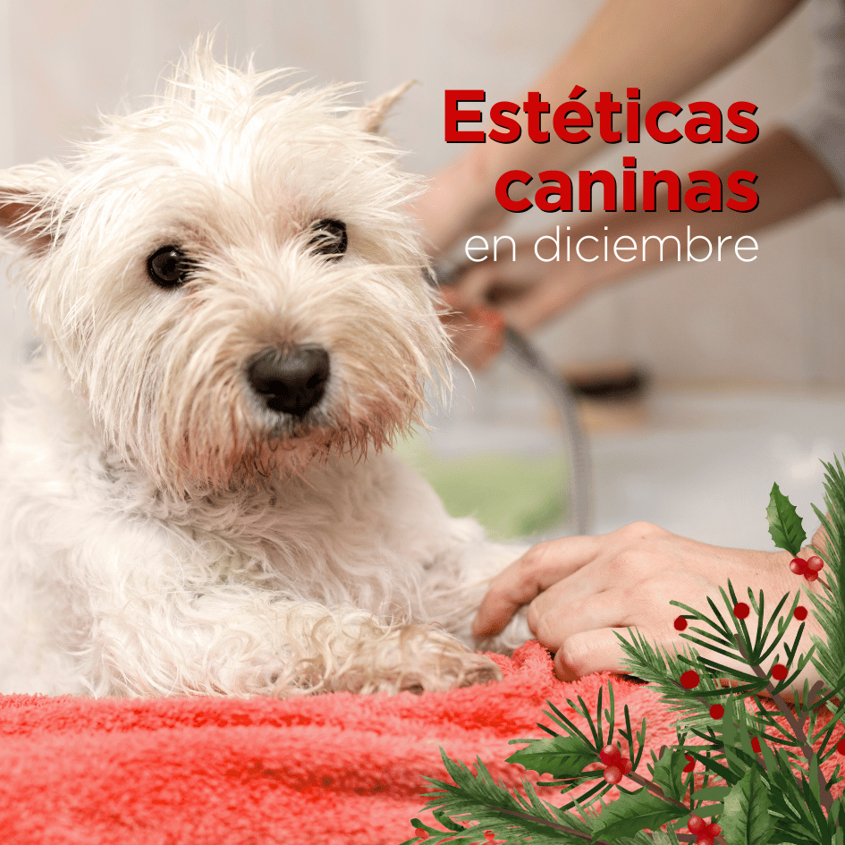 bestfriendsmx_bestfriends_catsfriends_catsfriendsmx_baño.profesional_alma.ruiz_nickary.narvarte_estetica.profesional_gatos_perros_baños.navidad_estetica.canina