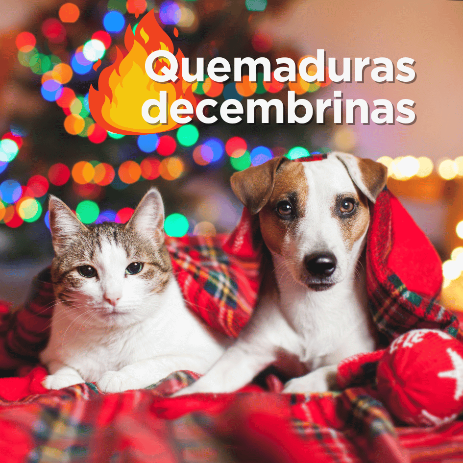 bestfriendsmx_bestfriends_catsfriends_catsfriendsmx_cqvet_ana.paola.velasco.espinosa_quemaduras.decembrinas_quemaduras.en.perros_quemaduras.de.gatos
