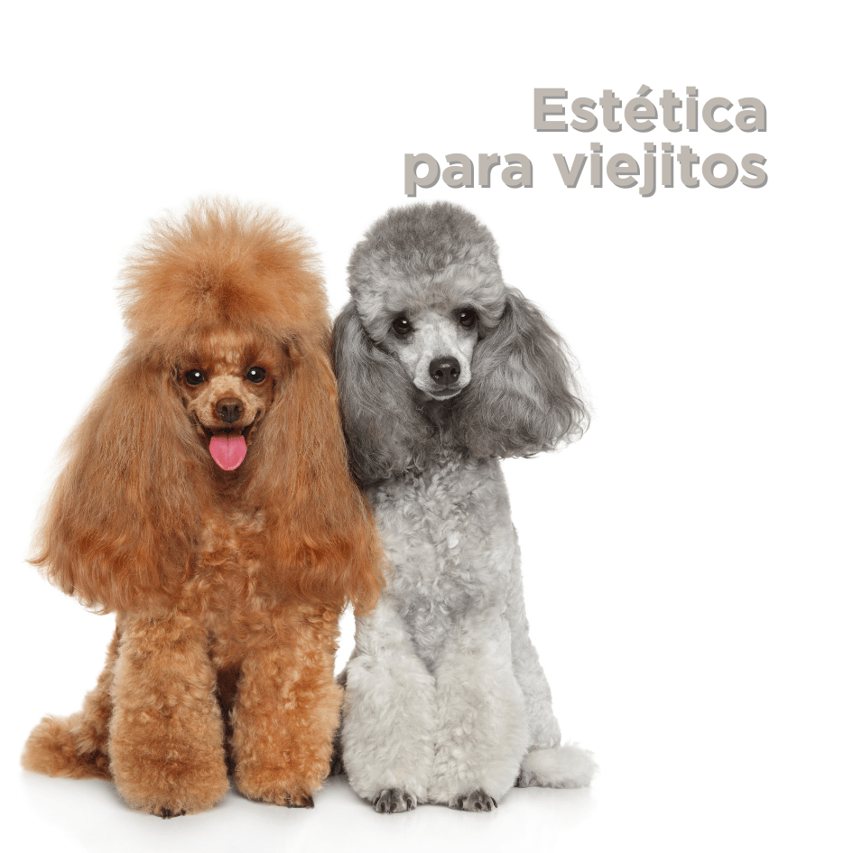 bestfriendsmx_bestfriends_catsfriends_catsfriendsmx_esteticas.seguras_grooming_seguridad.en.estetica_perros_bañar.perros_perros.viejitos_perros.senior_