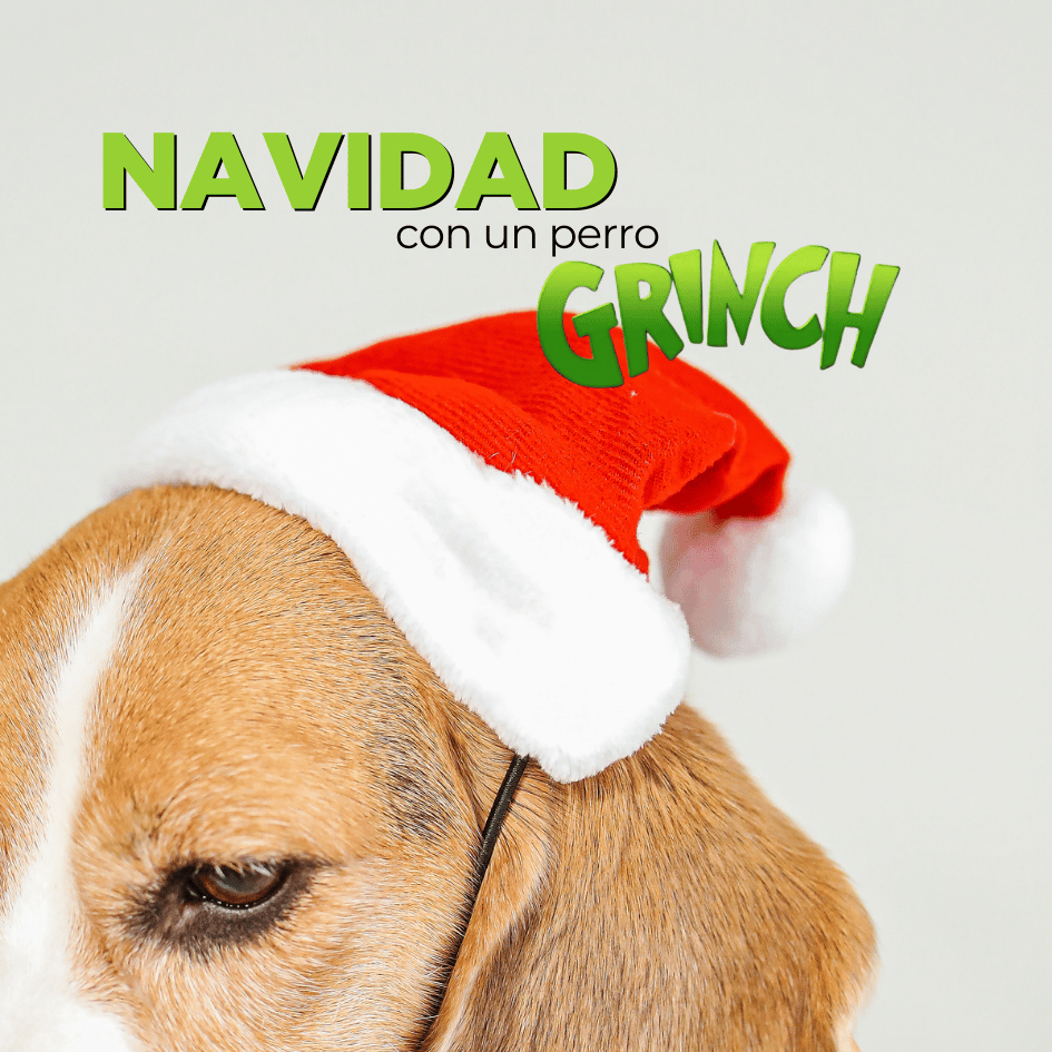 bestfriendsmx_bestfriends_catsfriends_catsfriendsmx_navidad_etovet_etologia_etologia.canina_navidad.con.perros_grinch