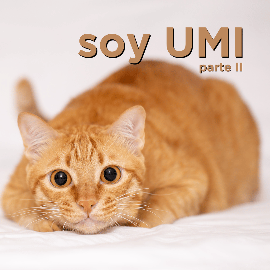 bestfriendsmx_bestfriends_catsfriends_catsfriendsmx_aly.noris_la.maestra.noris_persa_gatos_umi_2