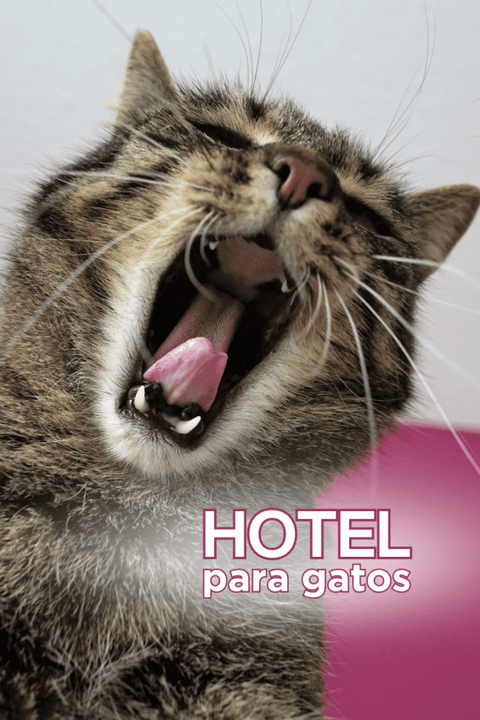 bestfriendsmx_bestfriends_catsfriends_catsfriendsmx_veronica.cats_doctora.cats_salud.felina_gato_medicina.para.gatos 1