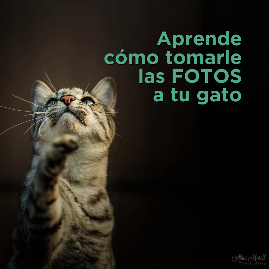 bestfriendsmx_bestfriends_catsfriends_catsfriendsmx_Alma.morell_fotografia.animal_fotos.de.animales_perros_gatos 2