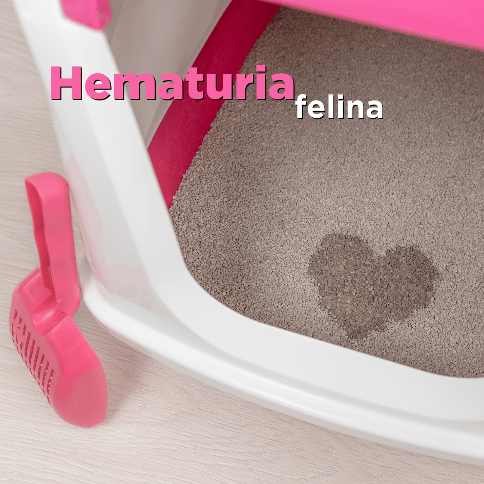 bestfriendsmx_bestfriends_catsfriends_catsfriendsmx_doctora.cats_clinica.doctora.cats_veronica.estrada_hematuria.felina_sangre.en.arena_gatos