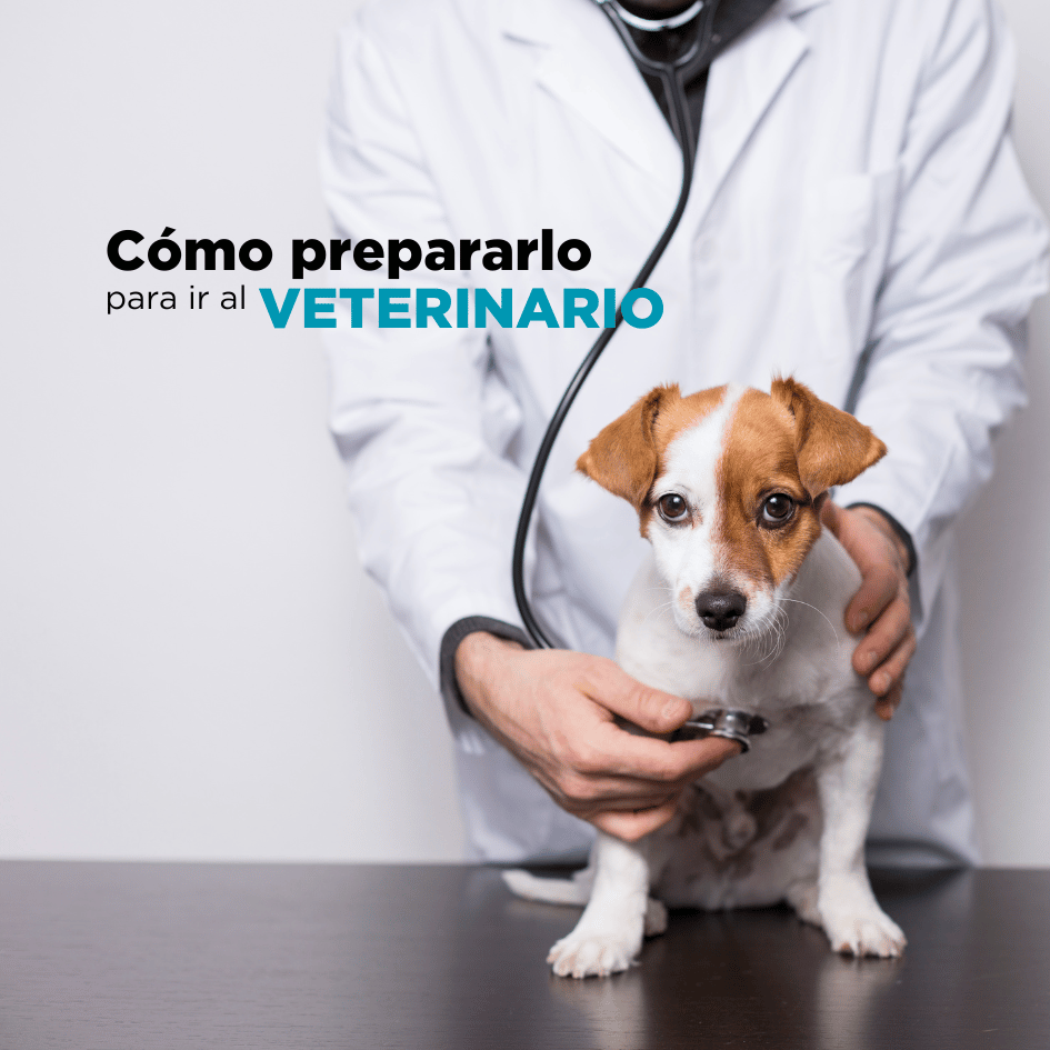bestfriendsmx_bestfriends_catsfriends_catsfriendsmx_claudia.edwards_etologia_etologia.felina_cachorros.en.veterinarios_guia.practica