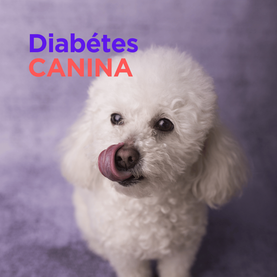 bestfriendsmx_bestfriends_catsfriends_catsfriendsmx_cqvet_ana.paola.velasco.espinosa_diabetes_canina_perros.con.diabetes_insulina_glucosa_medicina.veterinaria_perros_perros.enfermos