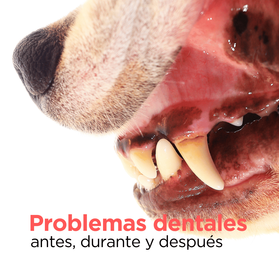 bestfriendsmx_bestfriends_catsfriends_catsfriendsmx_cqvet_ana.paola.velasco.espinosa_problemas.dentales.en.perros_dientes.sucios_profilaxis.dental_dientes_perros