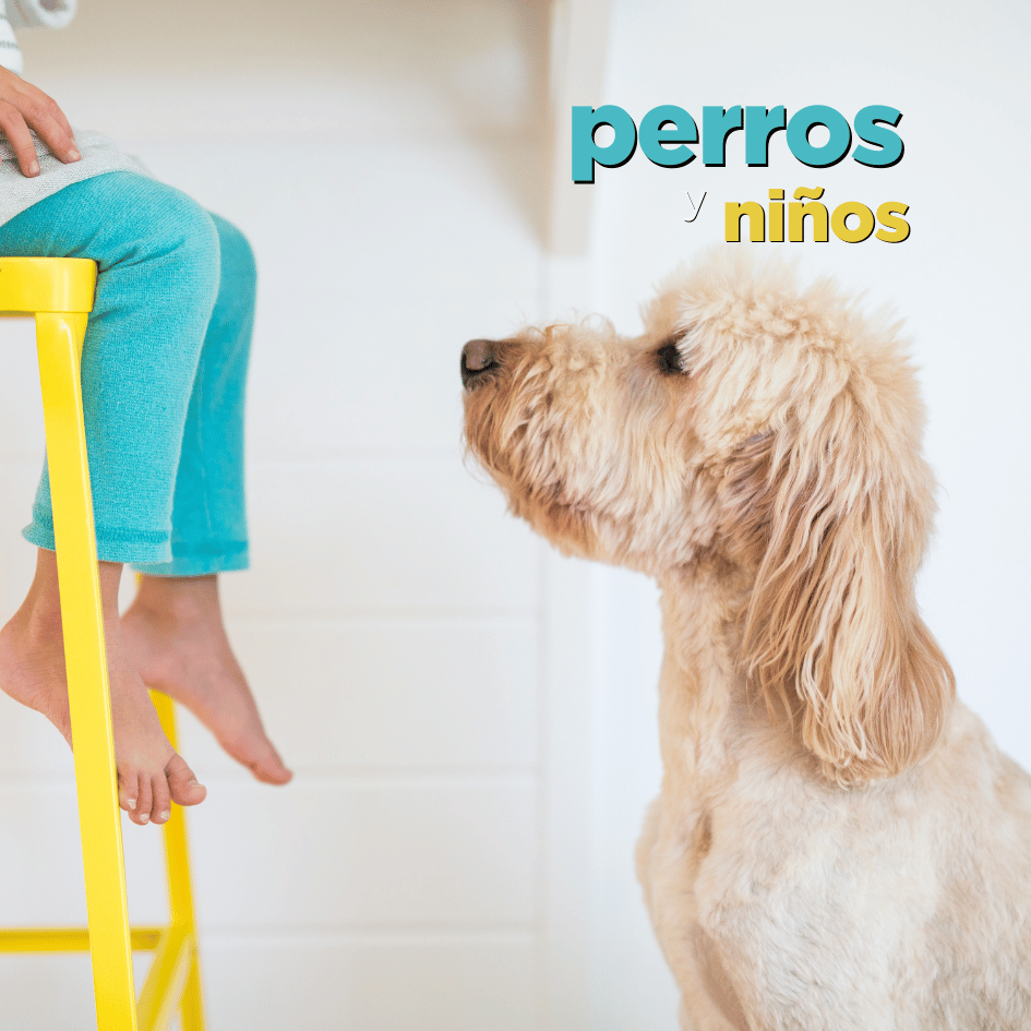 bestfriendsmx_bestfriends_catsfriends_catsfriendsmx_etovet_etologia_etologia.canina_perros_perros.y.ninos_dogs.and.kits
