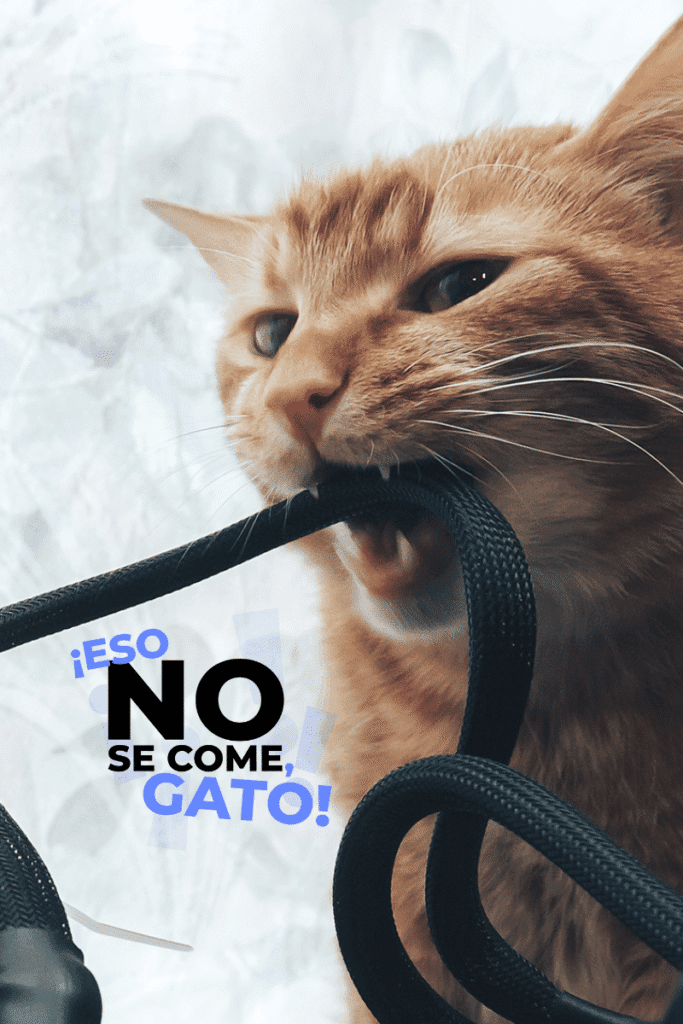 bestfriendsmx_bestfriends_catsfriends_catsfriendsmx_pica.felino_pica.gatos_gato_doctora.cats_veronica.estrada.gil_gato.muerde.cables 1