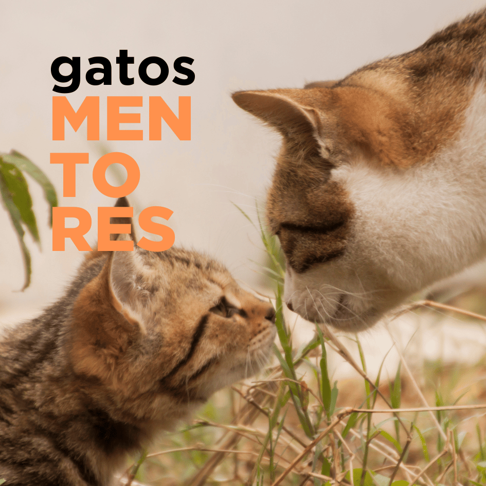 bestfriendsmx_bestfriends_catsfriends_catsfriendsmx_claudia.edwards_etologia_etologia.felina_kittengarden_gatos.mentores_gatos.machos_adopcion.de.gatos_gato.macho