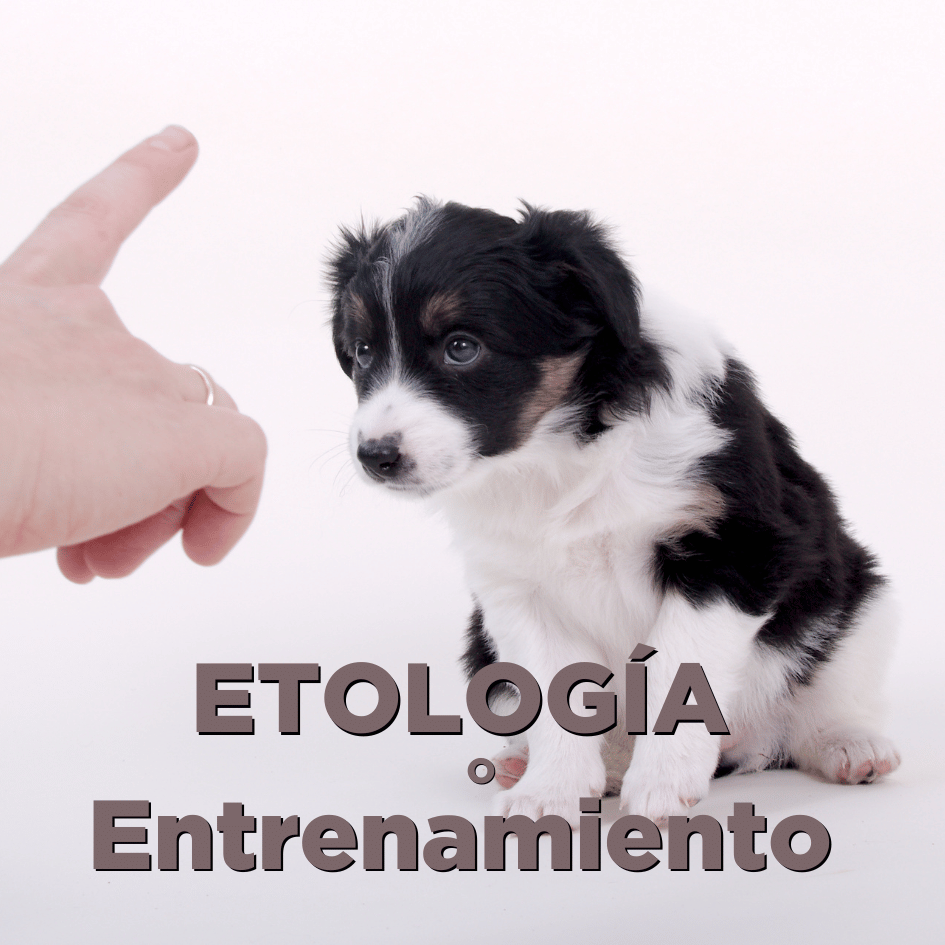 bestfriendsmx_bestfriends_catsfriends_catsfriendsmx_etologia_entrenamiento_perros.entrenados_perros.bien.portados_perros.felices_entrenador.de.perro