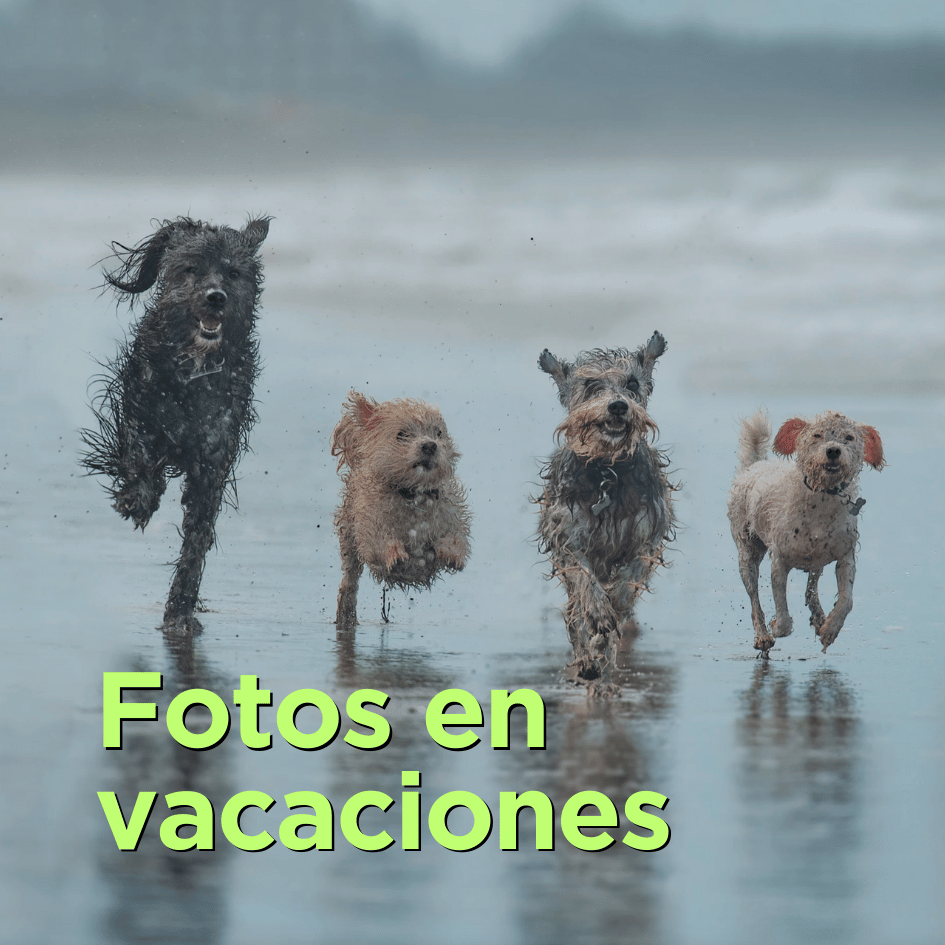 bestfriendsmx_bestfriends_catsfriends_catsfriendsmx_alma.morell_fotografa.de.animales_fotos.de.perro_fotos.para.perro_tips_fotos.en.vacaciones_fotos.en.exterior_1