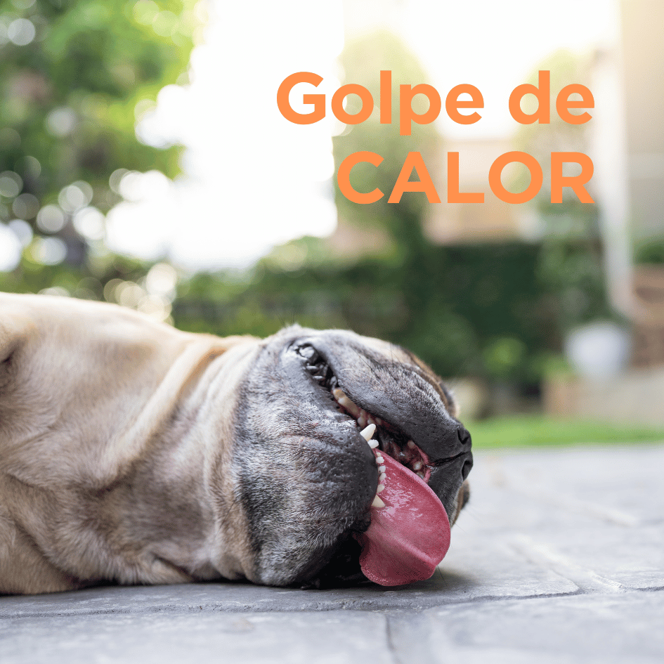 bestfriendsmx_bestfriends_catsfriends_catsfriendsmx_cqvet_ana.paola.velasco.espinosa_golpe.de.calor_verano_perros_calor_signos_prevencion_emergencias