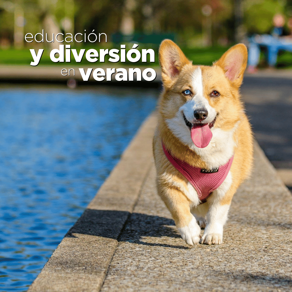 bestfriendsmx_bestfriends_catsfriends_catsfriendsmx_etovet_etologia_perros.en.verano_curso.de.verano.para.perros_etologia.canina