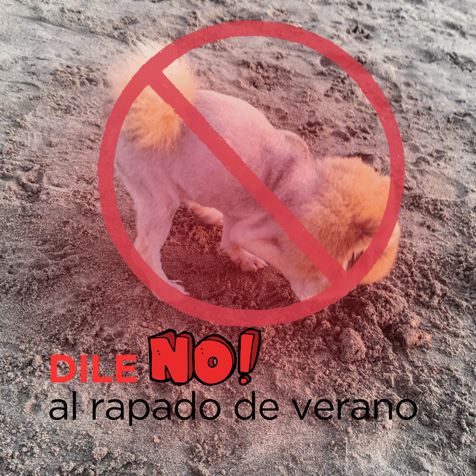 bestfriendsmx_bestfriends_catsfriends_catsfriendsmx_rapado.de.verano_perros.con.calor_rapado_rape_perros.en.verano_alma.ruiz_nickary_