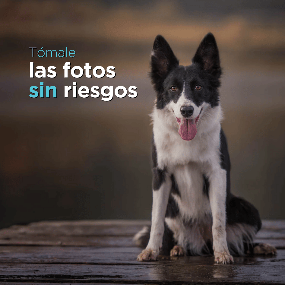 bestfriendsmx_bestfriends_catsfriends_catsfriendsmx_alma.morell_fotografa.de.animales_fotos.de.perro_tips_fotos.profesionales_fotos.seguras_fotos.sin.riesgos