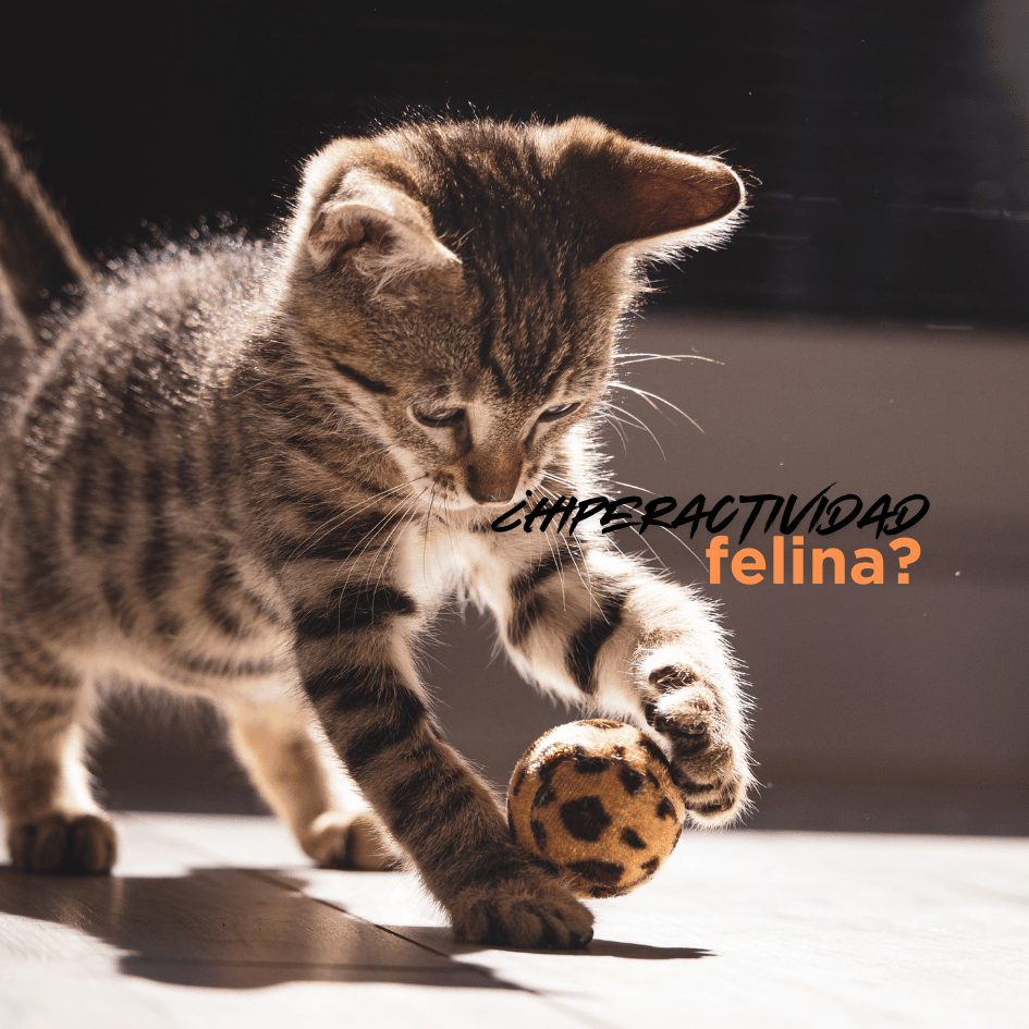 bestfriendsmx_bestfriends_catsfriends_catsfriendsmx_claudia.edwards_etologia_etologia.felina_hiperactividad.felina_gato.jugueton_gato.feliz_gato.sano_zoomies_