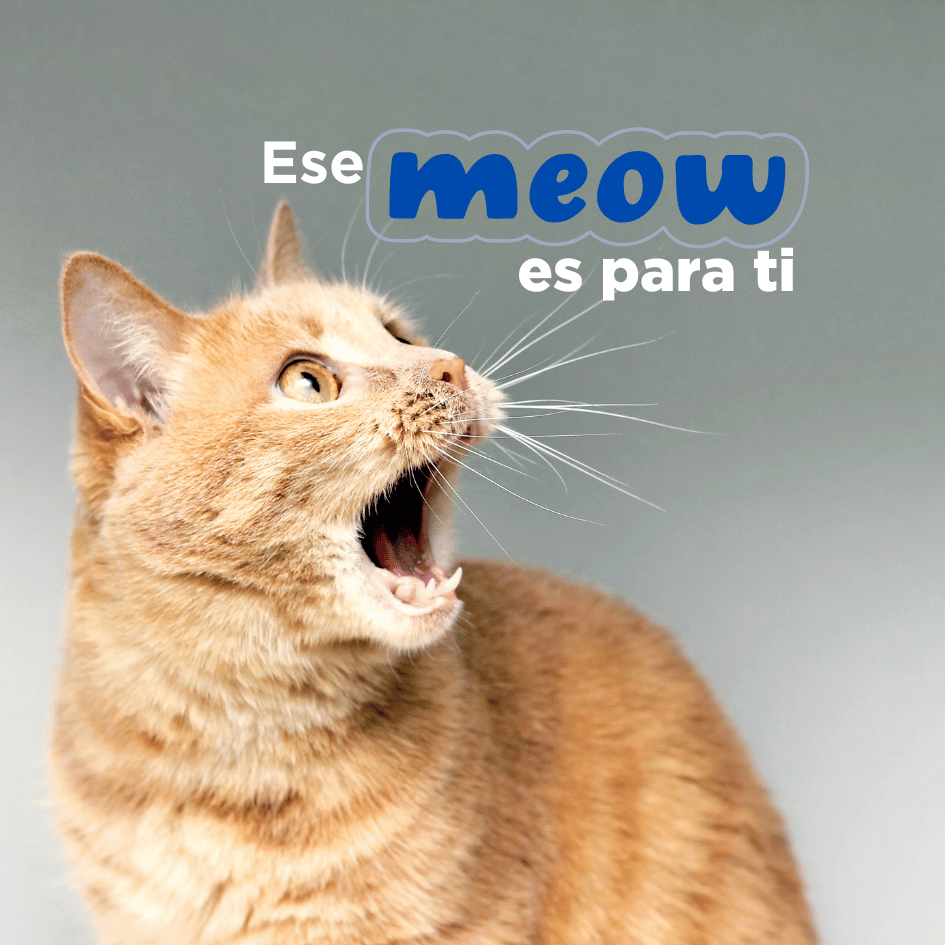 bestfriendsmx_bestfriends_catsfriends_catsfriendsmx_claudia.edwards_etologia_etologia.felina_maullido_miau_meow_platicar.con.gatos_maullido.felino