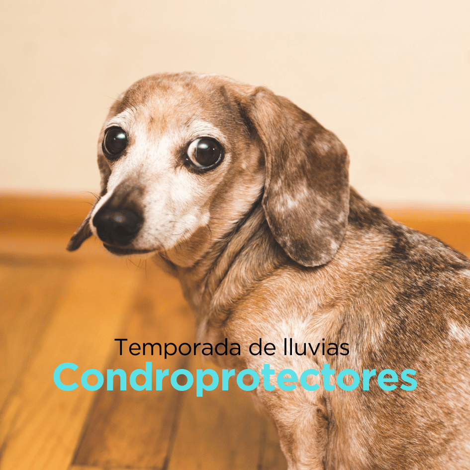 bestfriendsmx_bestfriends_catsfriends_catsfriendsmx_cqvet_ana.paola.velasco.espinosa_perros.viejos_perros.enfermos_perros.senior_condroprotectores_tempoerada.de.lluvias_dolor.de-huesos