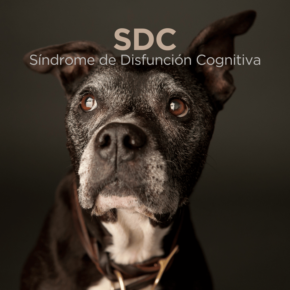 bestfriendsmx_bestfriends_catsfriends_catsfriendsmx_cqvet_ana.paola.velasco.espinosa_s.d.c_sindrome.disfuncion.cognitiva.en.perros_perros.viejos_perros.enfermos_perros.senior