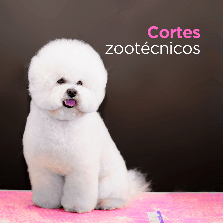 bestfriendsmx_bestfriends_catsfriends_catsfriendsmx_nickary_narvarte_alma.ruiz_cortes.zootecnicos_perros.de.raza_corte.de.raza