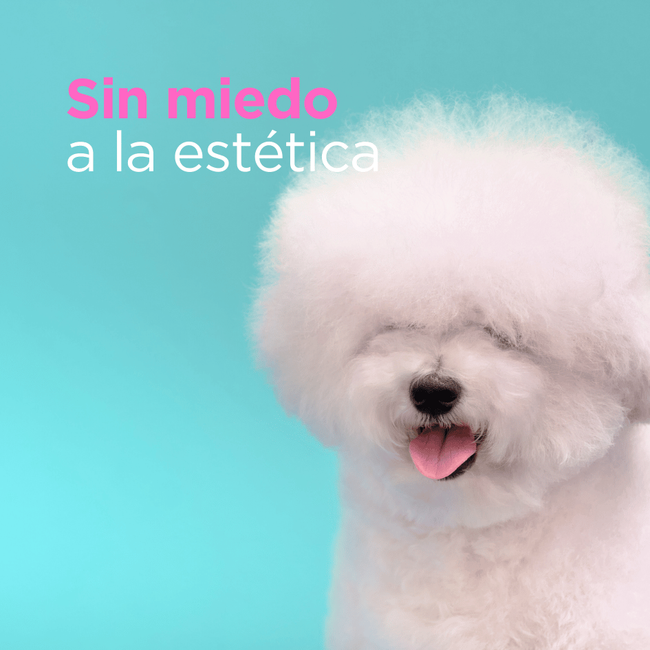 bestfriendsmx_bestfriends_catsfriends_catsfriendsmx_nickary_narvarte_alma.ruiz_perros.tranquilos_perros.estresados_corte.de.perro 1
