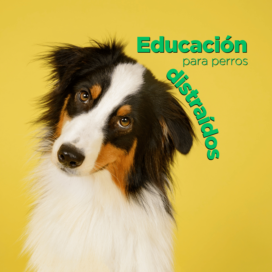 bestfriendsmx_bestfriends_catsfriends_catsfriendsmx_perros.distraidos_etologia.canina_etovet_perros.adiestramiento_educacion.canina 1