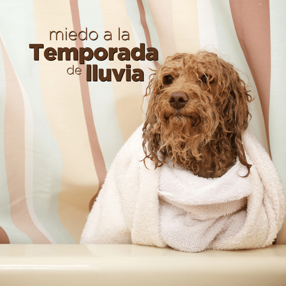 bestfriendsmx_bestfriends_catsfriends_catsfriendsmx_temporada.del.lluvias_Etovet_etologia.canina_miedo.a.la.lluvia_perro.miedoso_truenos_relampagos_miedo.png