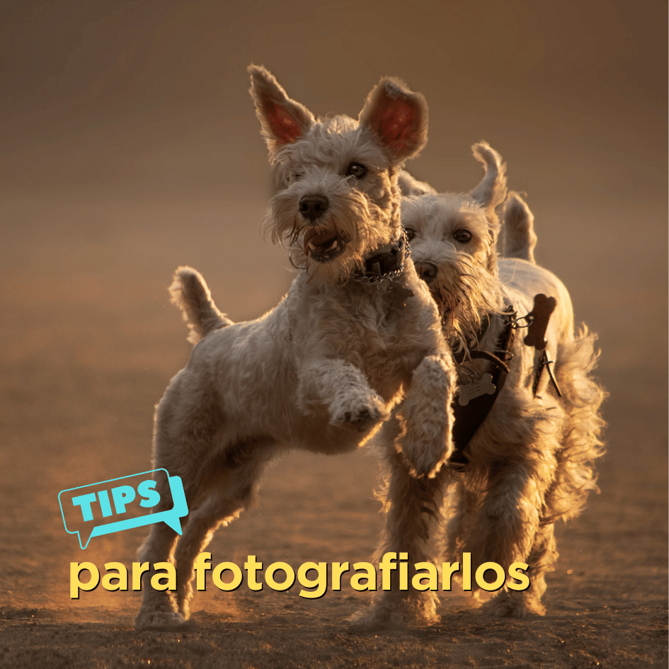 bestfriendsmx_bestfriends_catsfriends_catsfriendsmx_alma.morell_fotografa.de.animales_fotos.de.perro_fotos.para.perro_tips 2
