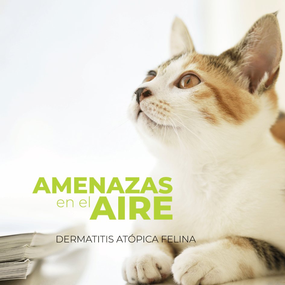 bestfriendsmx_bestfriends_catsfriends_catsfriendsmx_dermatitis.atopica.felina_gatos_comezon_alergia.felina_doctora.cats_veronica.estrada.gil