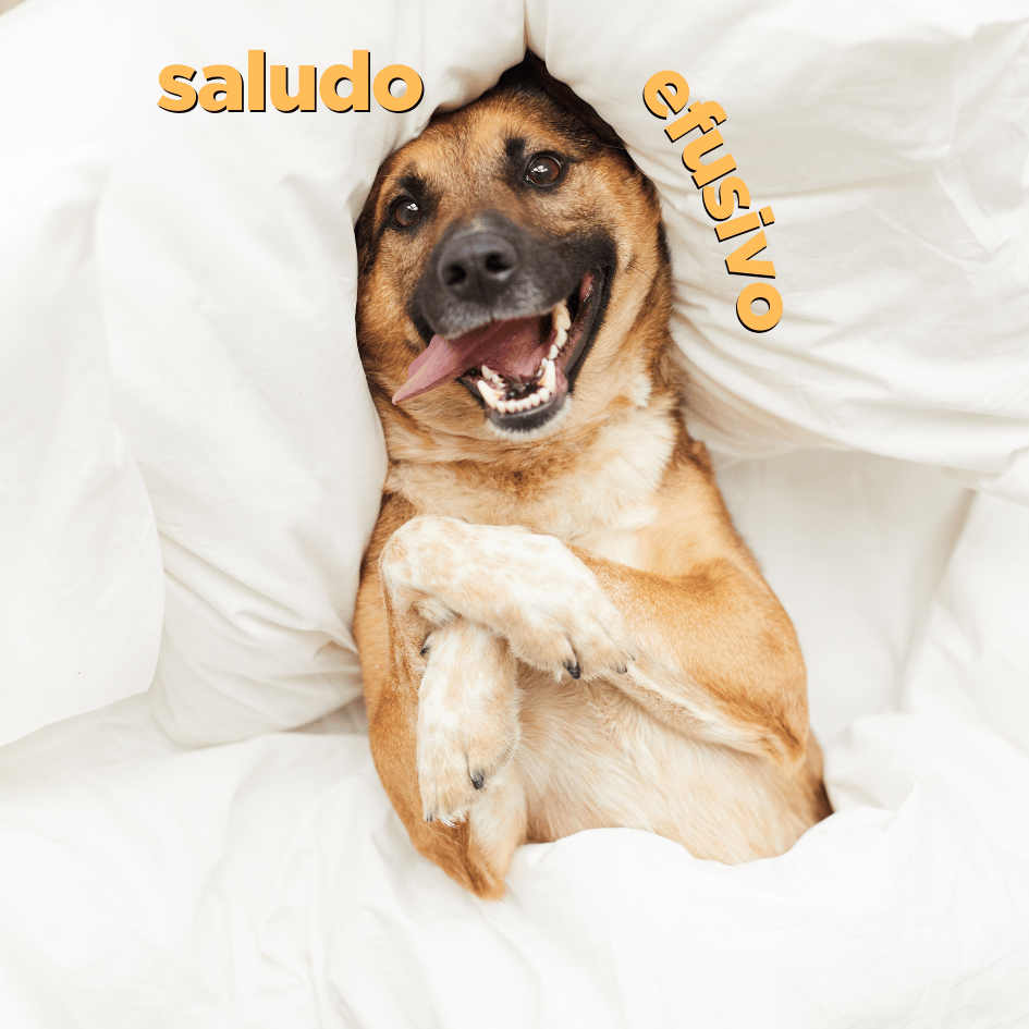 bestfriendsmx_bestfriends_catsfriends_catsfriendsmx_duelo.canino_etovet_etologia.canina_perro_perros_perros.locos_saludo.efusivo 1
