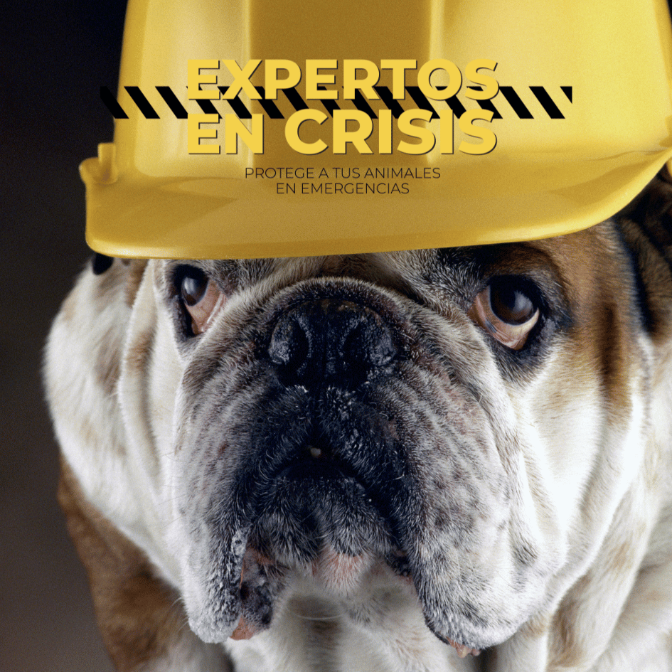 bestfriendsmx_bestfriends_catsfriends_catsfriendsmx_expertos.en.crisis_terremoto_animales_perros.gatos_claudia.edwards_aleyda_emergencia